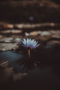 Photo of flower in water